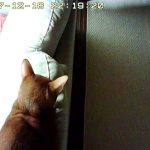 アビのすけがここで休憩中。