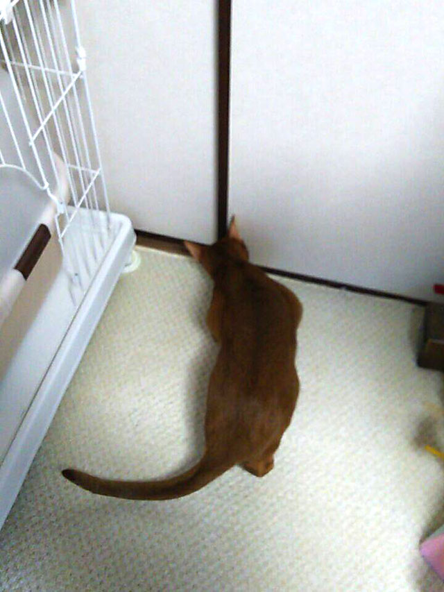 悪戯しているアビのすけ。