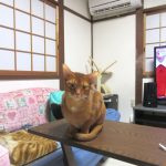 お正月、爪切り後のアビのすけ。