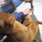 皮膚炎だらけのアビのすけ。