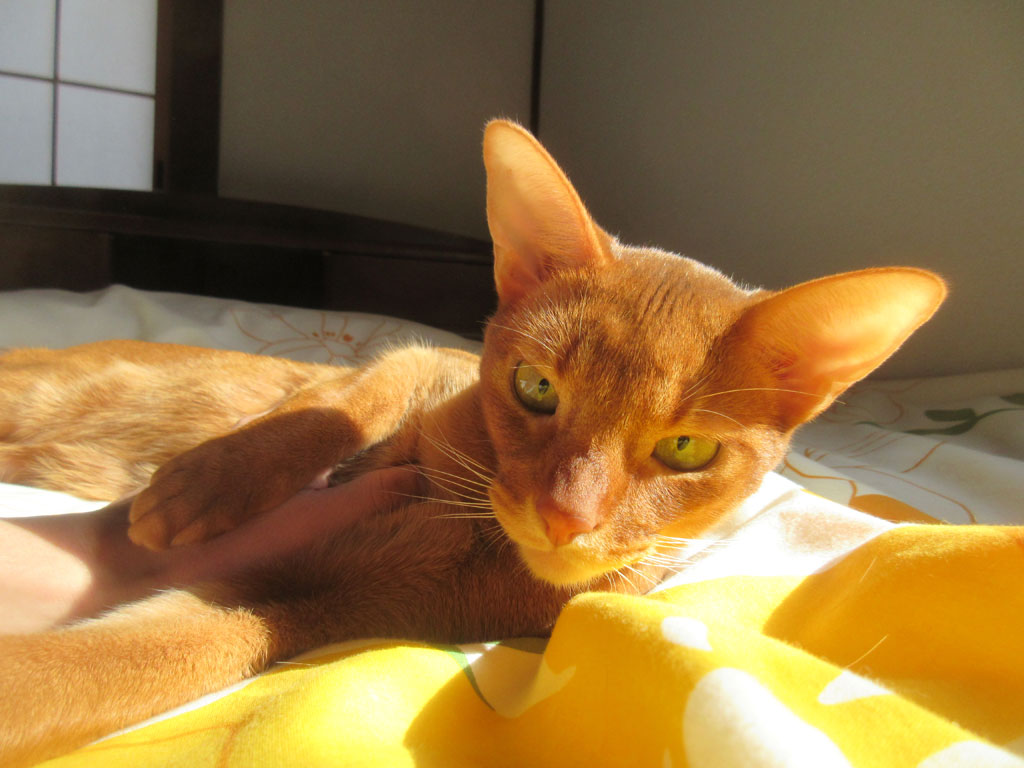 真っ赤っ赤なアビのすけ。