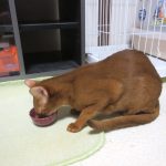 晩ご飯を食べるアビのすけ。