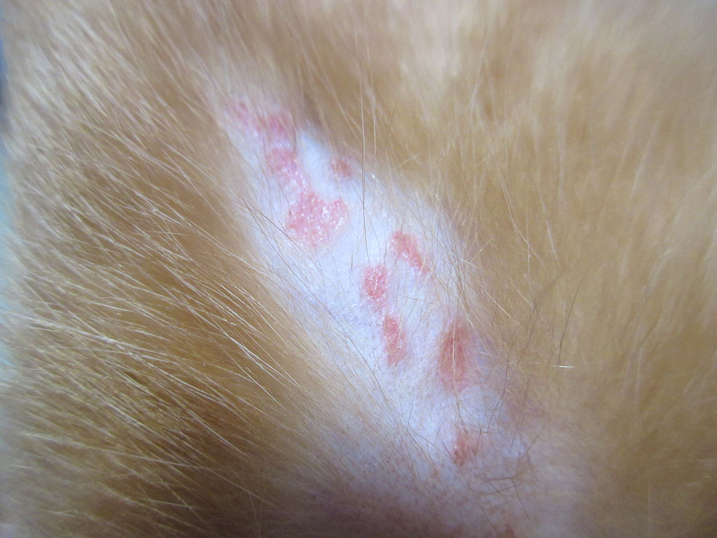 左内ももの皮膚炎。