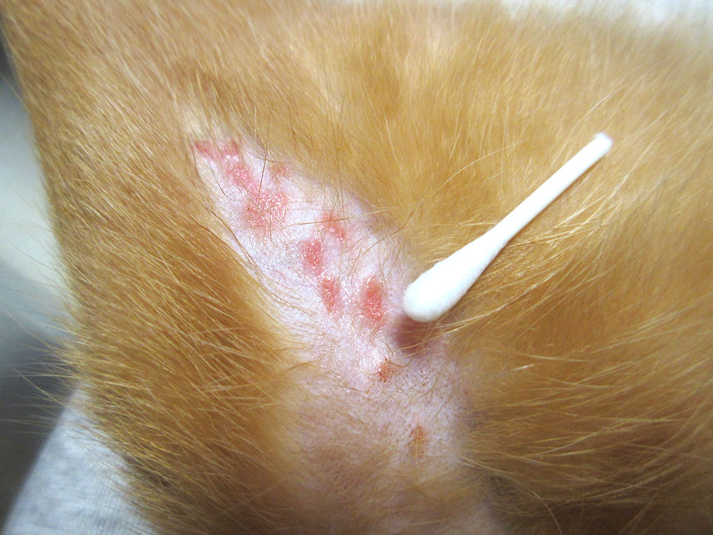 モメタオティックを塗った後。