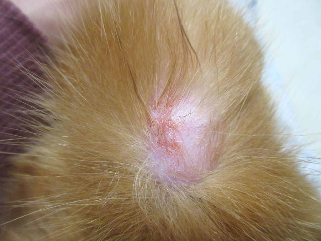 モメタオティックを塗った後。