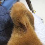 皮膚炎だらけのアビのすけ。