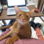 3が日のアビのすけ。