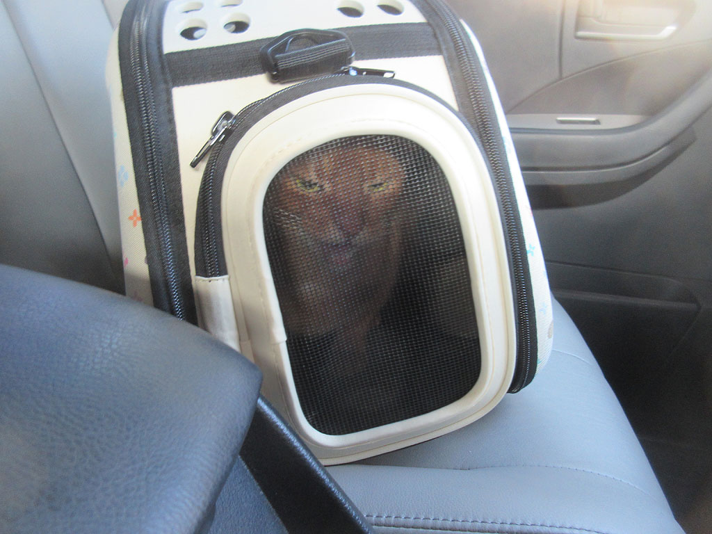 鳴き続けるアビのすけ。