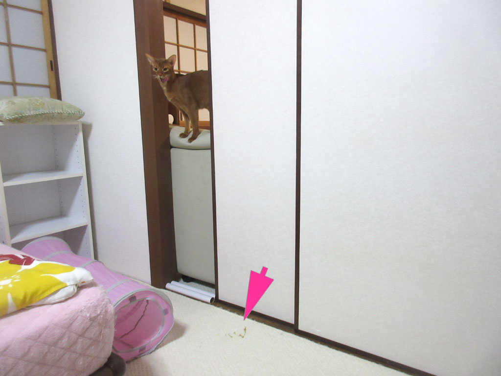 アビのすけが吐いた場所。