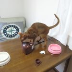 悪戯坊主のアビのすけ。