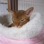 今晩のアビのすけ君。