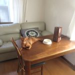 ベタっと寝転ぶアビのすけ。