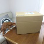 好奇心が旺盛なアビのすけ。