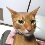 昨日の晩のアビのすけ君。