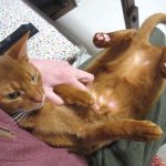 またアビのすけに皮膚炎が！？