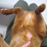 アビのすけの5か所目の皮膚炎。