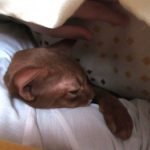 昨日の朝のアビのすけ君。