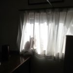 好奇心旺盛なアビのすけ。