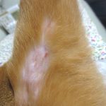 ほぼ治ったアビのすけの皮膚炎。