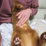 3日前の皮膚炎の状況。