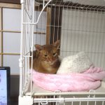 穏やかなアビのすけ。