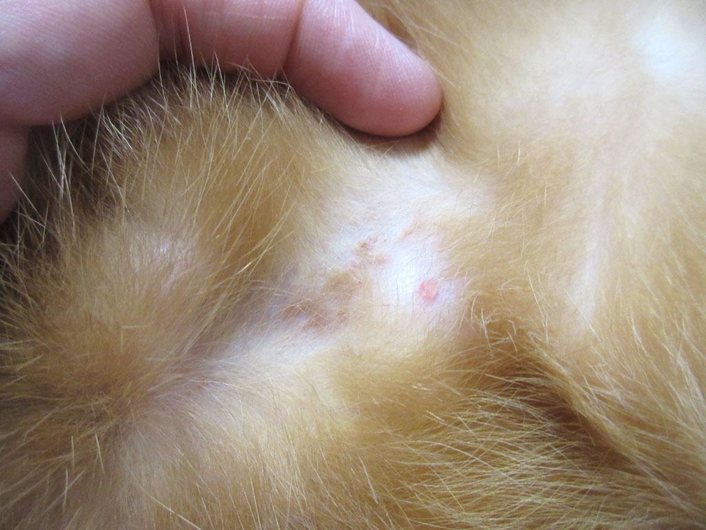 アビのすけの皮膚炎。