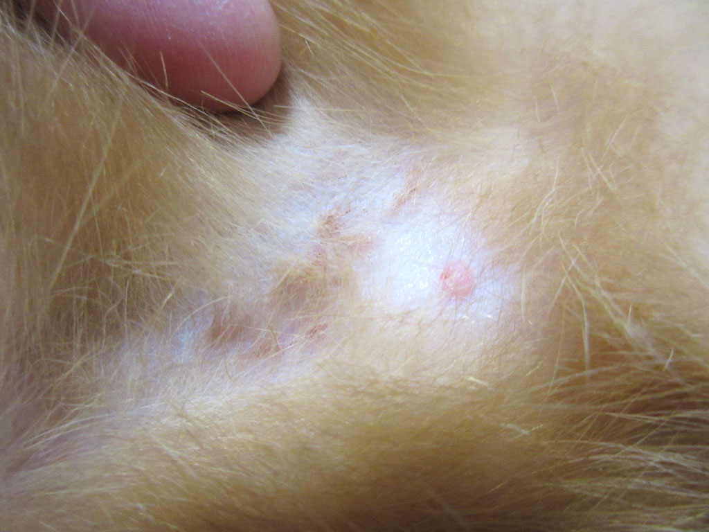 アビのすけの皮膚炎10号。