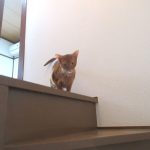 普段と一緒にアビのすけ。