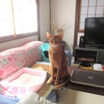 男前なアビのすけ。