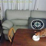 水を飲むアビのすけ。