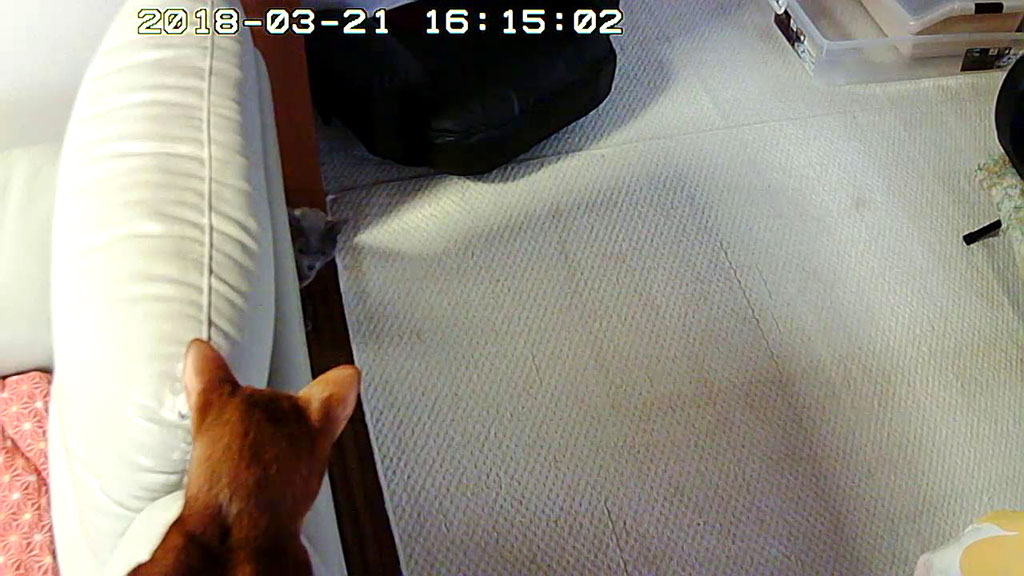 視線の先にはロシ子ちゃん。