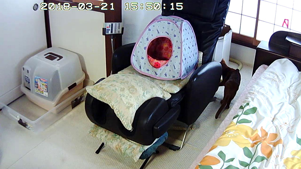 アビのすけが奥へ。