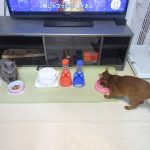 帰国した晩の猫たちの晩ご飯。