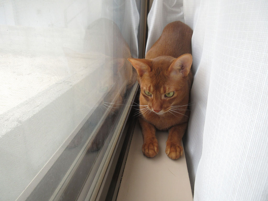 後ずさるするアビのすけ。