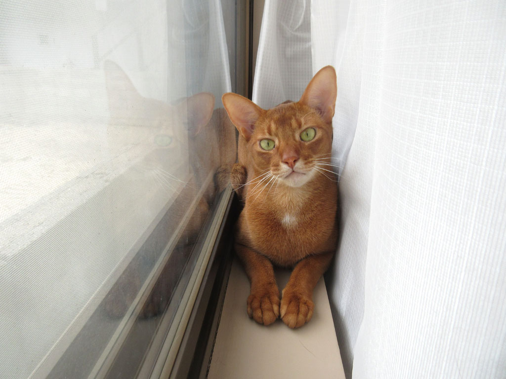 茶目っ気のあるアビのすけ君。