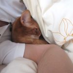 一緒に寝てくれていたアビのすけ。