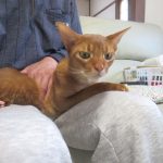 笑えるアビのすけ君。