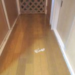 アビのすけが吐いた。