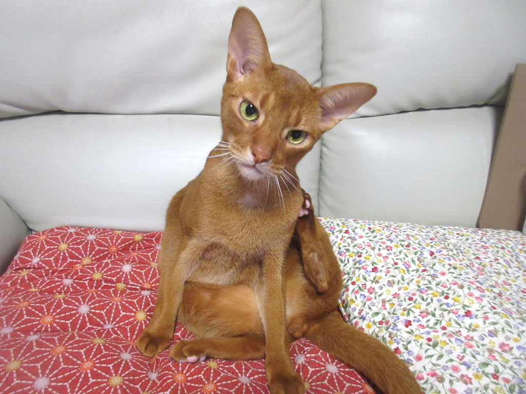 首を傾げたアビのすけ君。