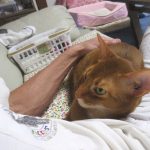 すり寄って来るアビのすけ。