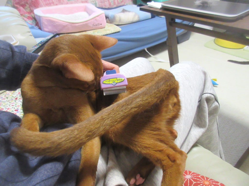 尻尾をブルンブルン。