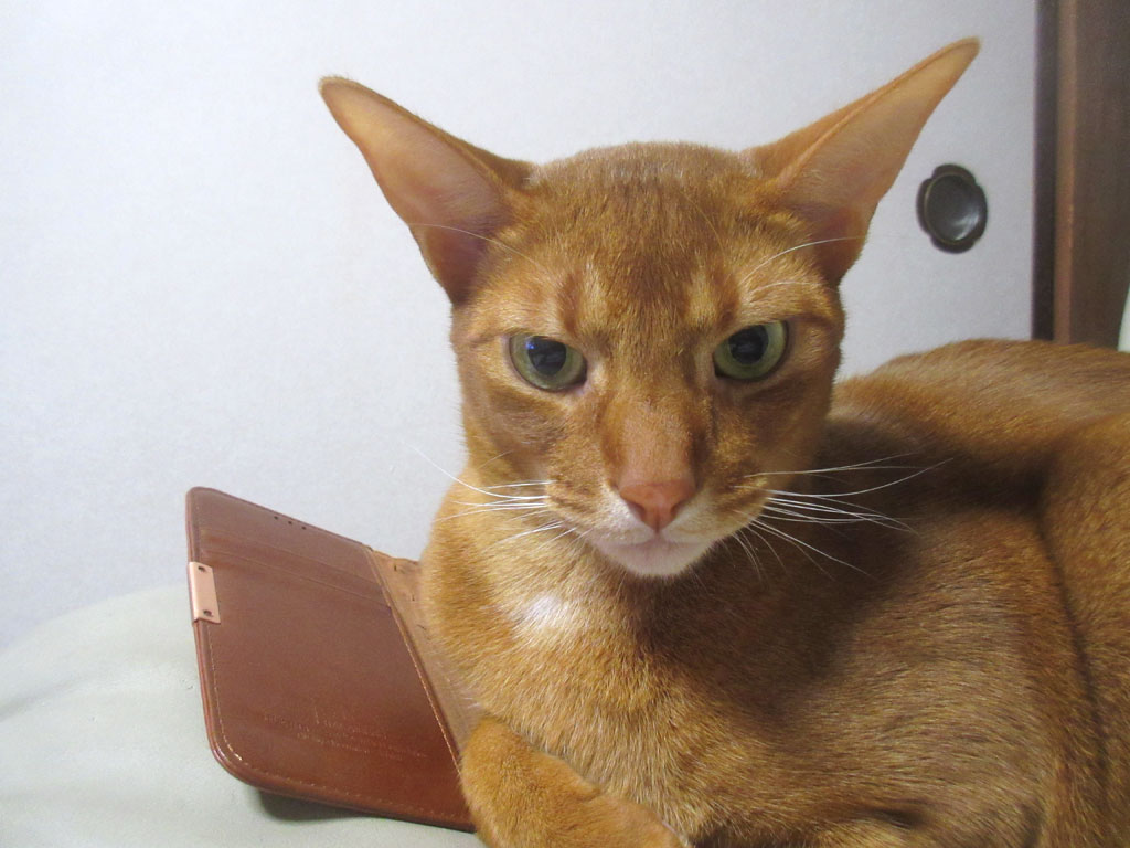 人懐っこいアビのすけ。