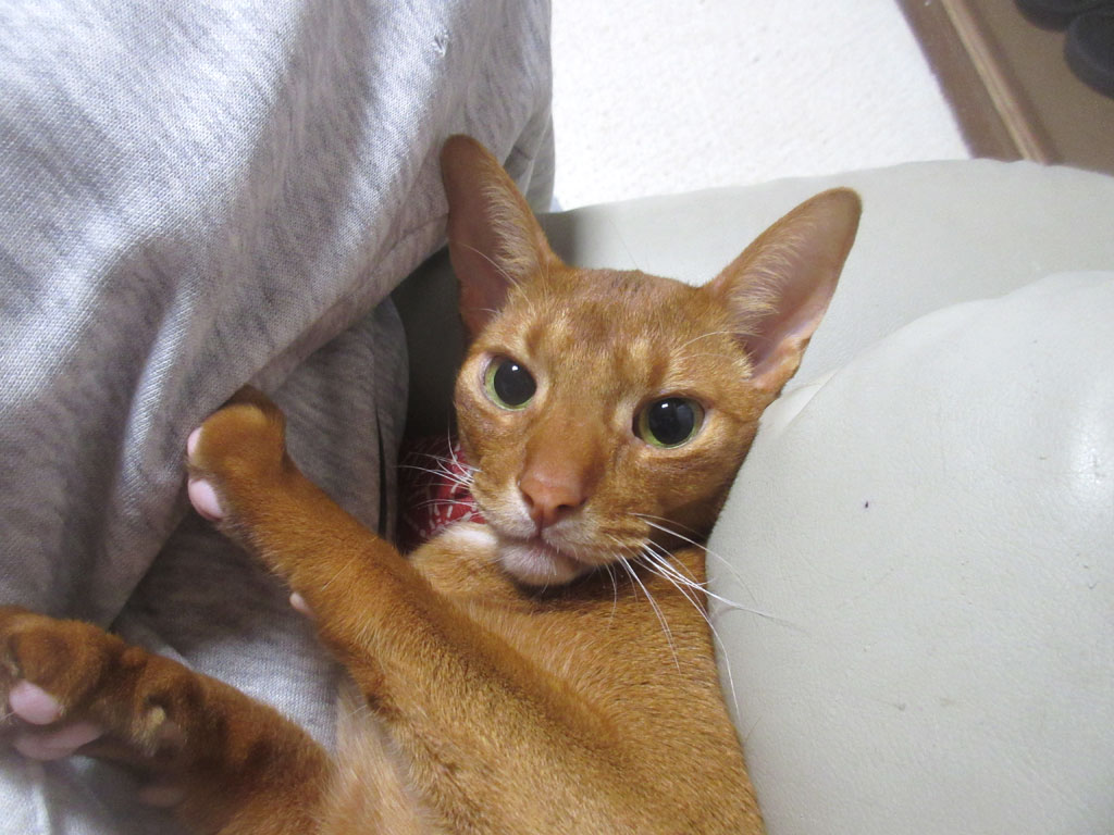 アビのすけの面白い顔。