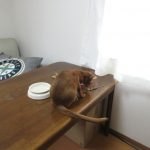 全量を吐いたアビのすけ。