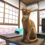 男前のアビのすけ君。