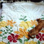 アビのすけ、伸びてま～す。