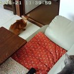 ロシ子とアビのすけ。