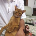 アビのすけの体をチェック。