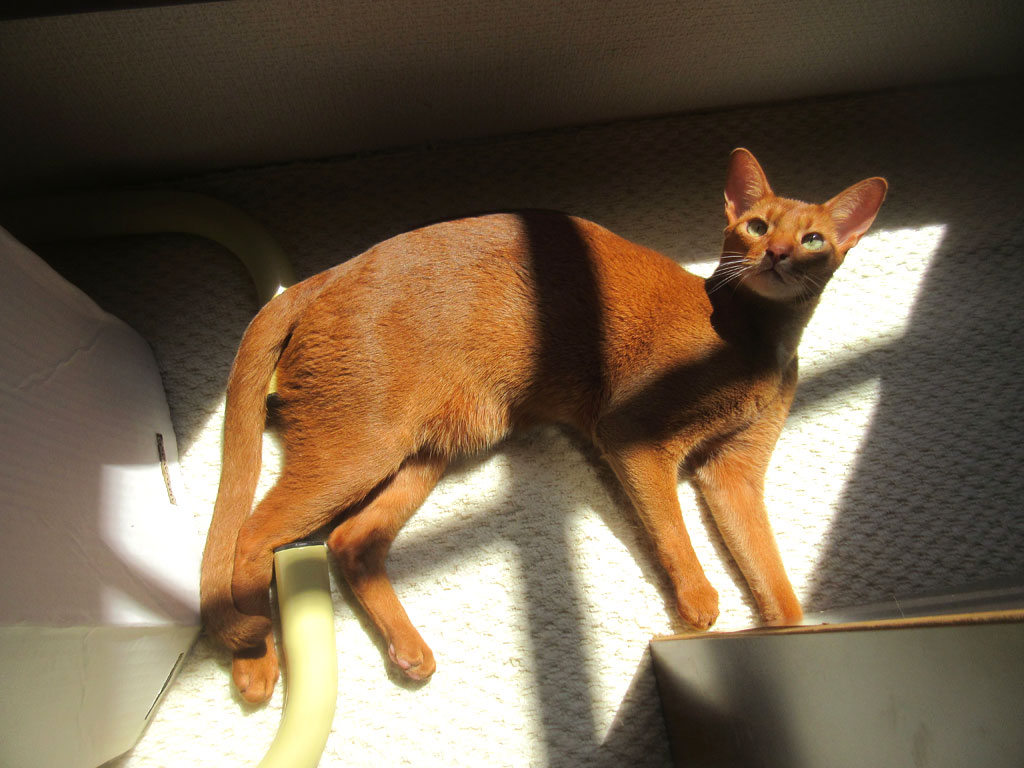 美猫なアビのすけ君。