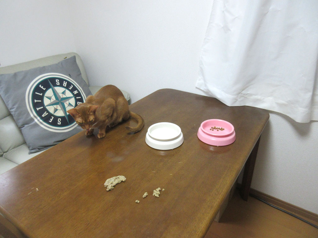 ゲボを眺めるアビのすけ。